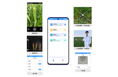 云浮市小麦亩穗数分析仪IN-XM02