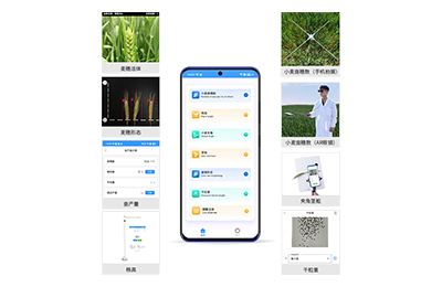 云浮市小麦表型测量仪IN-XM05